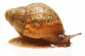 Achatina achatina achatina Ghana typ 2 F1 juvenil